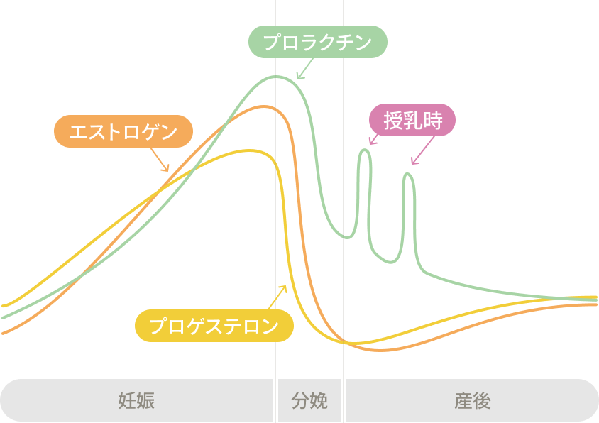 妊娠から産後までのホルモンの変化