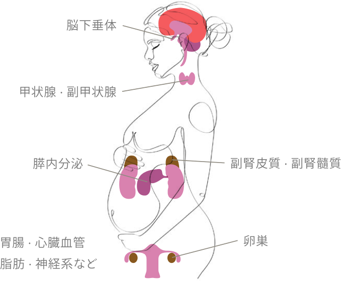 ホルモンをつくる内分泌臓器